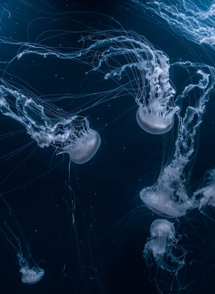 A swarm of jellyfish