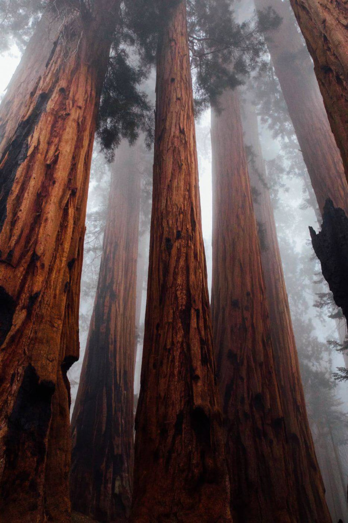 Huge trees reaching into the fog